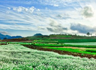 Du lịch Mộc Châu vào thời điểm nào là đẹp nhất du lich moc chau