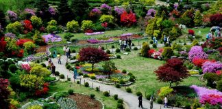 Khám phá vườn hoa Morning Calm - Khu vườn đẹp nhất khi du lịch Hàn Quốc